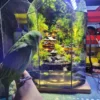 Bể Bán Cạn Cổ Trấn 03
