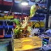 Bể Bán Cạn Đảo Nhỏ 01