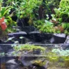 Bể Bán Cạn Rừng Nhiệt Đới 02