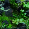 Bể Bán Cạn Sơn Thuỷ Tĩnh