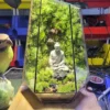 Bể Terrarium Hương Núi Tịnh 01