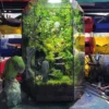 Bể Terrarium Hương Núi Tịnh 02