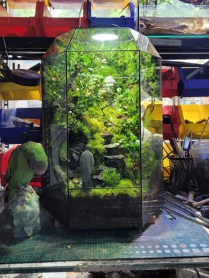 Bể Terrarium Hương Núi Tịnh 02