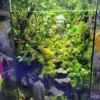 Bể Terrarium Hương Núi Tịnh 02