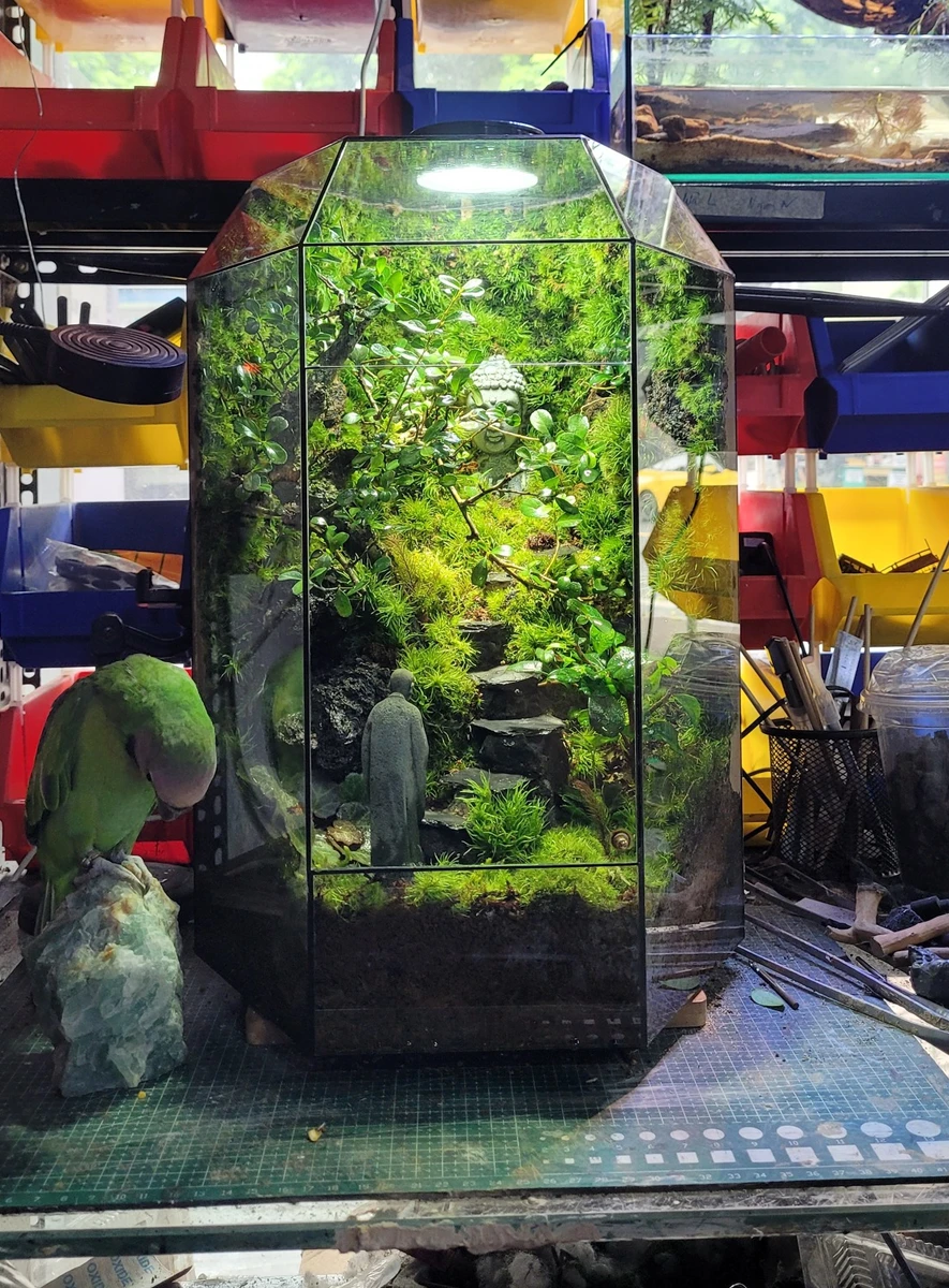 Bể Terrarium Hương Núi Tịnh 02
