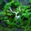 Bể Terrarium Huơu Núi Đá 02 1 Bể Terrarium Huơu Núi Đá 02