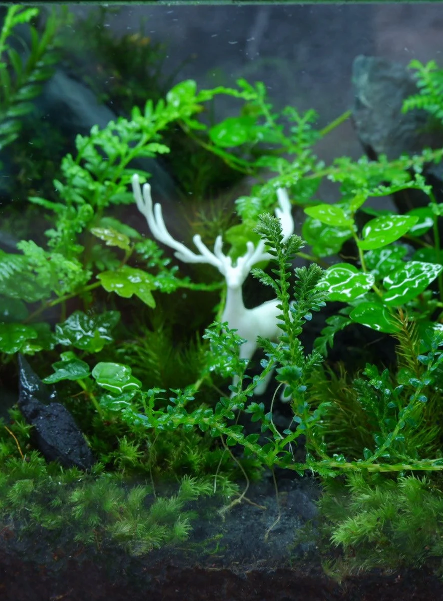be-terrarium-huou-nui-da-mau-02-1 Bể Terrarium Huơu Núi Đá 02