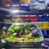 Bể Terrarium Nhà Rêu Phủ 01