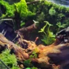 Bể Terrarium Nhà Rêu Phủ 01
