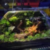 Bể Terrarium Nhà Rêu Phủ 01
