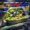 Bể Terrarium Nhà Rêu Phủ 01