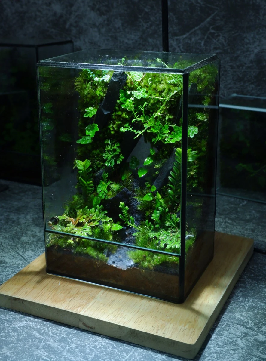 be-terrarium-son-mach-mau-01-1 Bể Terrarium Sơn Mạch 01