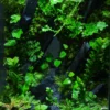 Bể Terrarium Sơn Mạch 01 2 Bể Terrarium Sơn Mạch 01