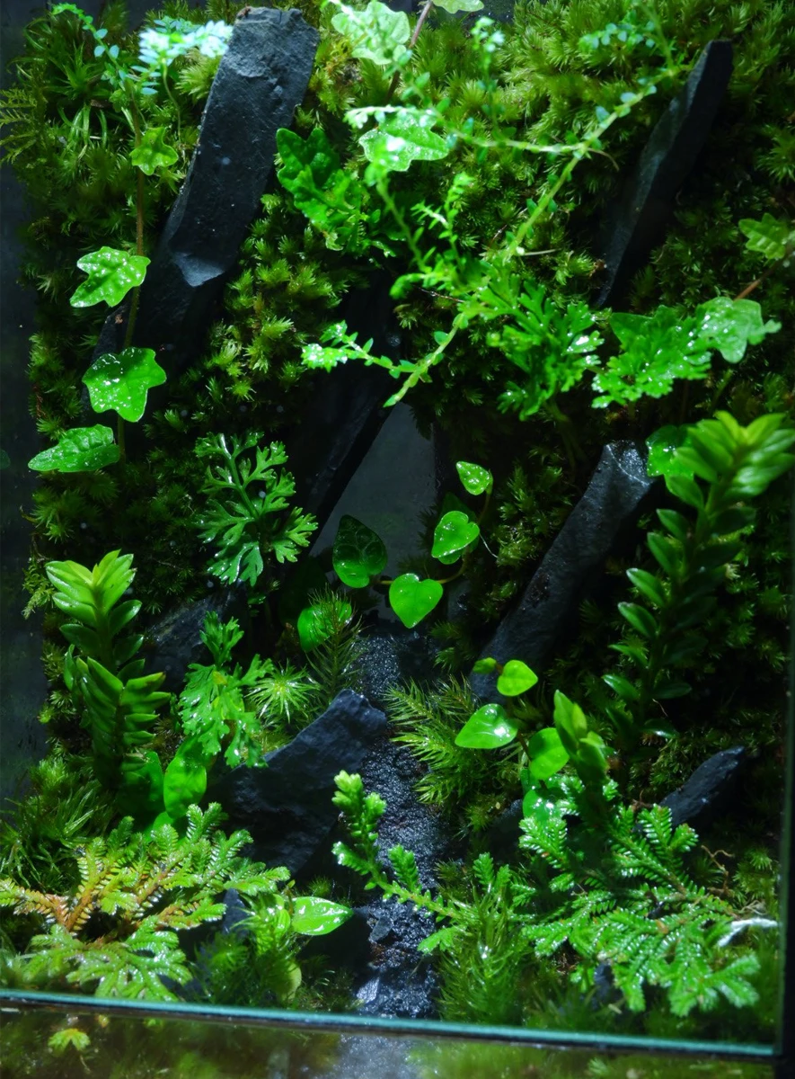 be-terrarium-son-mach-mau-01-2 Bể Terrarium Sơn Mạch 01