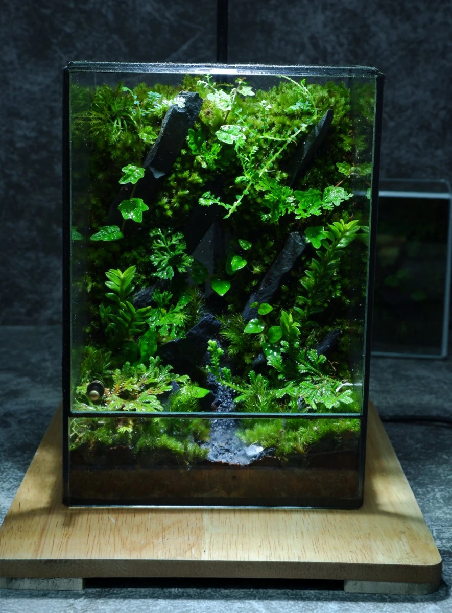 Bể Terrarium Sơn Mạch 01