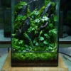 Bể Terrarium Sơn Mạch 02