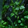 Bể Terrarium Sơn Mạch 02