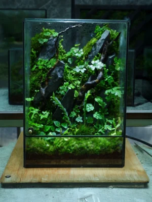 Bể Terrarium Sơn Mạch 02