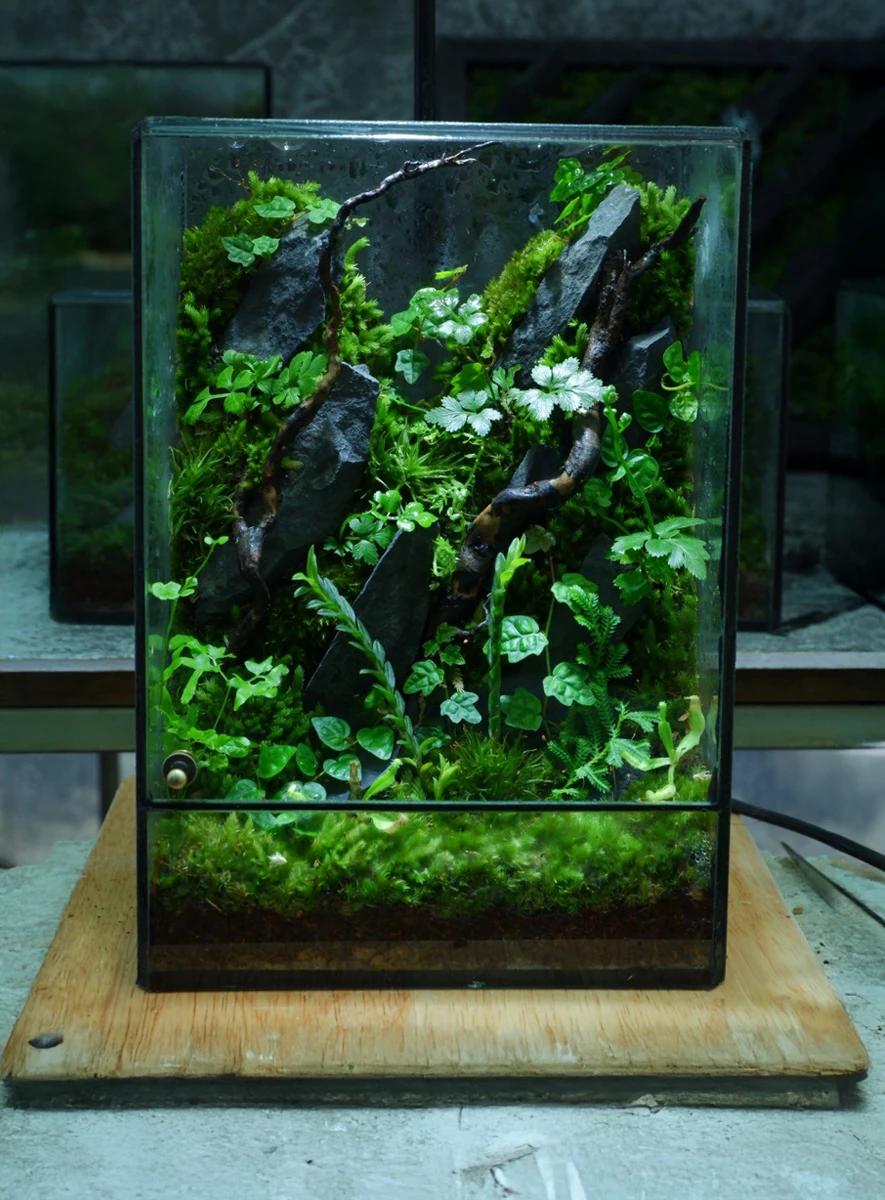 Bể Terrarium Sơn Mạch 02