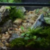 Bể Terrarium Sơn Viên 01 2 Bể Terrarium Sơn Viên 01