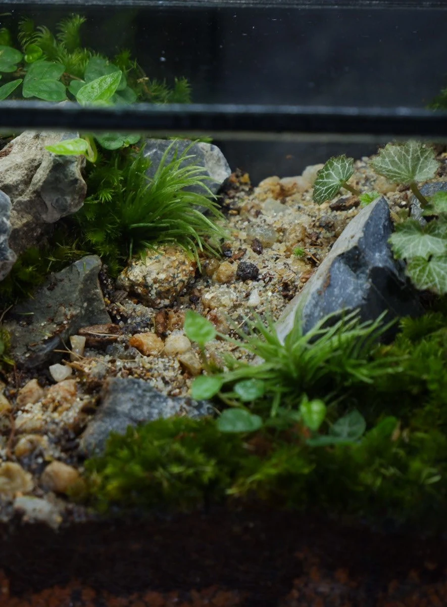 be-terrarium-son-vien-mau-01-2 Bể Terrarium Sơn Viên 01