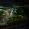 Bể Terrarium Sơn Viên 01 3 Bể Terrarium Sơn Viên 01