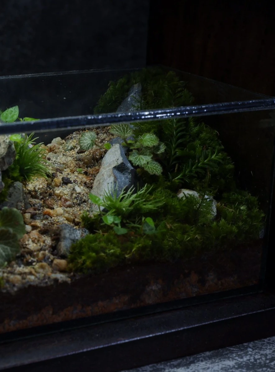 be-terrarium-son-vien-mau-01-3 Bể Terrarium Sơn Viên 01