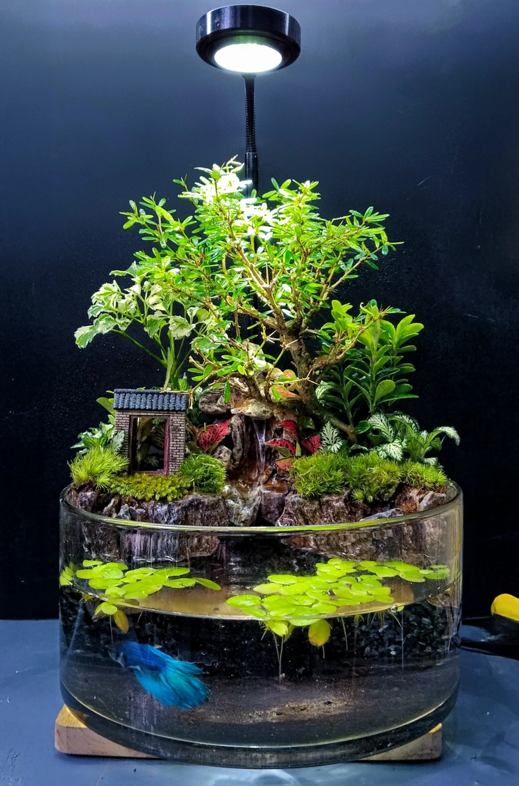 Terrarium Việt Nam Banner