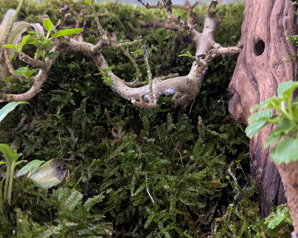 Cách Chăm Sóc Bể Terrarium với 5 Lưu Ý 2 Cách chăm sóc bể terrarium