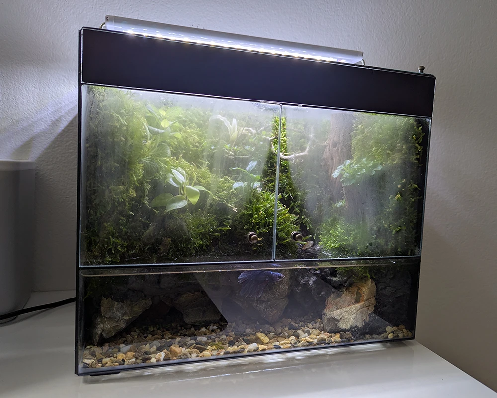 Cách Chăm Sóc Bể Terrarium với 5 Lưu Ý 3 Cách chăm sóc bể terrarium