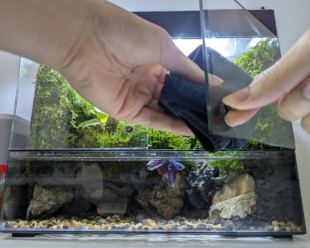 Cách chăm sóc bể terrarium