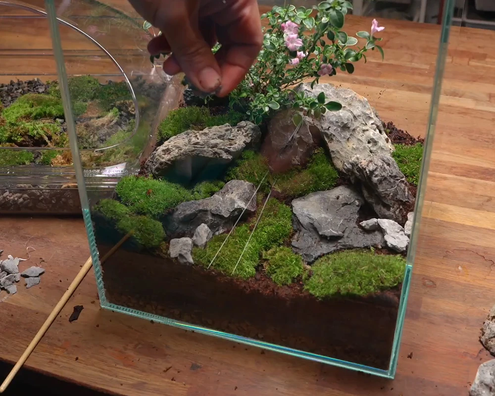 Hướng dẫn làm terrarium