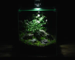 Hướng dẫn làm terrarium