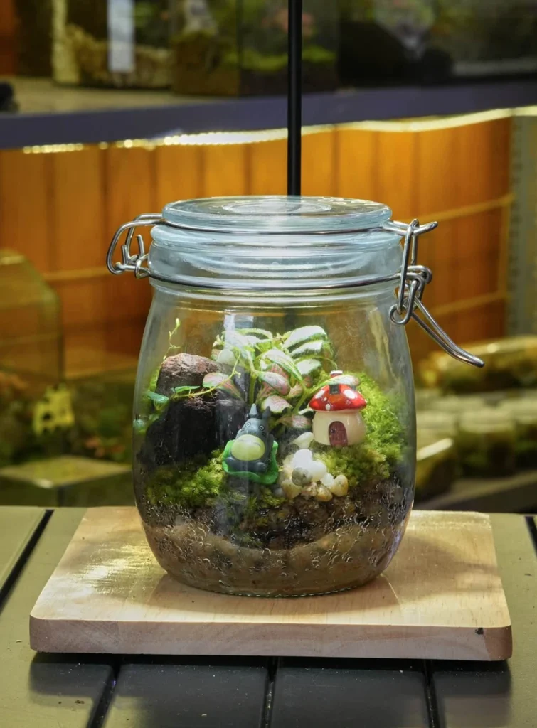 Hũ terrarium mini